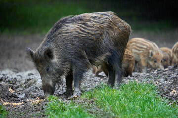 Naklejka na ściany i meble Herd of wild hogs in the forest