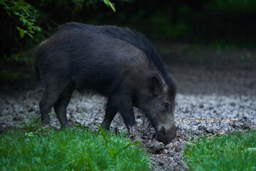 Herd of wild hogs in the forest