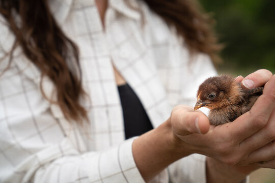 Woman holding a baby chick in her hands on a farm