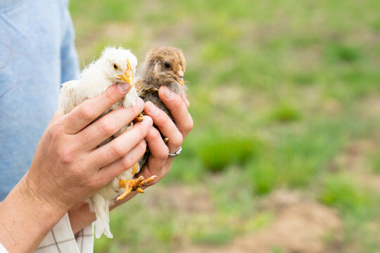 Fototapeta hands holding baby chicks on a farm