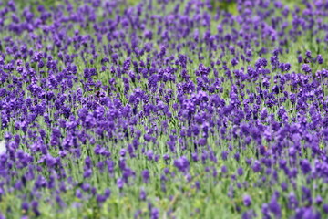 Obraz premium ラベンダー畑, Lavender