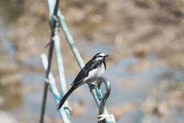 可愛いハクセキレイ