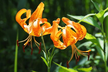 オニユリ, Tiger lilies