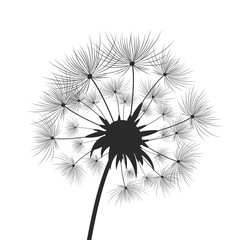 Dandelion flowers with seeds that fly away in the wind.