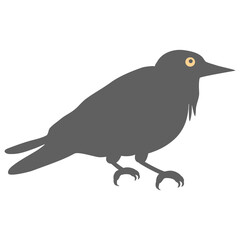 crow