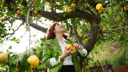 Girl takes Yellow lemon from the tree - obrazy, fototapety, plakaty