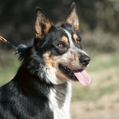 border collie 