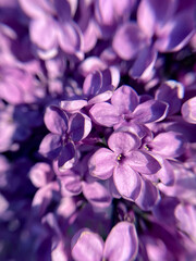 Lots of purple little flowers, background, macro photography