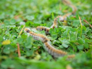 plusieurs chenilles processionnaires du pin en file indienne dans de l'herbe verte (gazon vert) en troupeau en gros plan (macro) - (thaumetopoea pityocampa)	