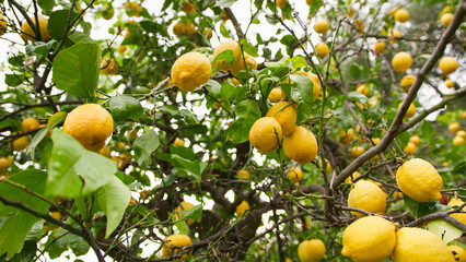 A yellow lemon tree. Close up 