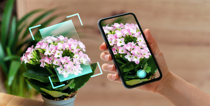 Phone in hand scanning kalanchoe flowers in pot using mobile app for plant identification and diagnostics.