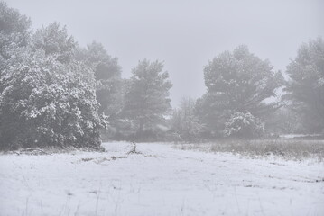 Obraz premium Winter Landscape