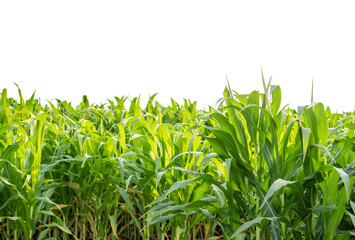 Green Corn field isolated on transparent background, Corn tree, PNG File