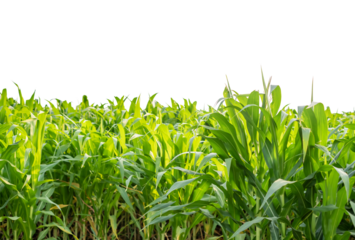 Green Corn field isolated on transparent background, Corn tree, PNG File