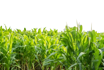 Foto op Plexiglas Green Corn field isolated on transparent background, Corn tree, PNG File © ISENGARD