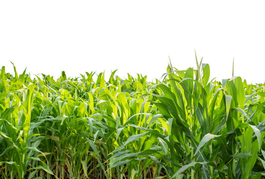 Green Corn field isolated on transparent background, Corn tree, PNG File