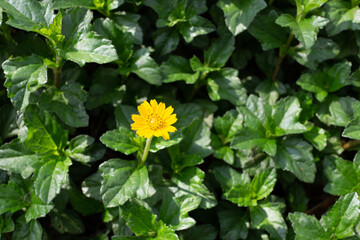 Yellow flower in the garden with green leaf background, selective focus.