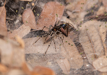 Wolf Spider and Prey