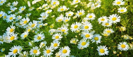 Fototapeta premium Field of daisies top view. Texture natural background of many flowers chamomile in meadow in grass