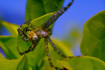 Macro Photography. Closeup photo of salticidae spiders or better known as jumping spiders among green leaves in the city of Bandung - Indonesia