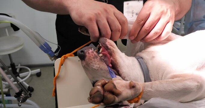 A veterinary anesthetist puts a tanometer cuff on the paw of an anesthetized dog. An intubated dog under gas anesthesia lies on the operating table. The concept of a dog under anesthesia.