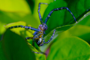 Macro Photography. Closeup photo of salticidae spiders or better known as jumping spiders among green leaves in the city of Bandung - Indonesia