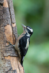 Close-up of a hairy female woodpecker on a green background in the wild in Costa Rica.