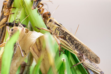 Grasshopper Patanga eating a leaf with gusto, Patanga on hanging grass in Grasshopper farm