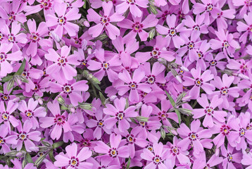 Phlox subulata flowers