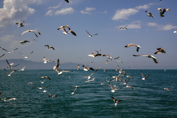 flock of seagulls