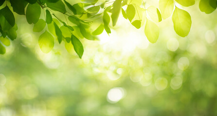 Blurred bokeh of tree garden in morning background,spring or summer season or green biology concept...