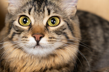 Naklejka na ściany i meble Cute cat with yellow-green eyes looking up, close-up portrait