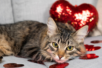 Valentine's Day cat, beautiful young cat lying on a gray sofa among red hearts.
