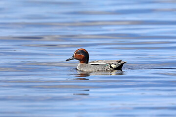 Anas crecca. The male of Common Teal swims on a lake in the Arctic