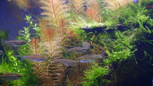 ryoboku aquascape detail, lush tropical aquatic plants, active blurred pet Congo tetra fish natural behaviour, Amano style planted nature design in low LED light, aquarium for experienced aquarist