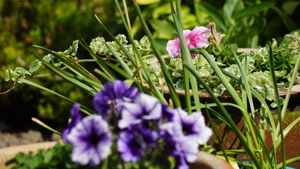 Purple and pink flowers outside