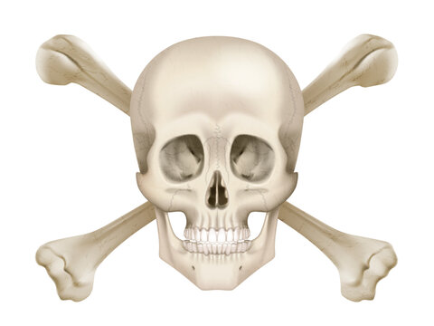 Skull With Crossbones