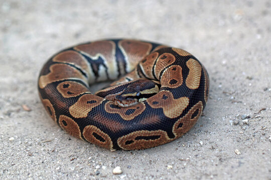 Ball python in the ground