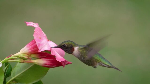 Male ruby-throated hummingbird gathering nectar 