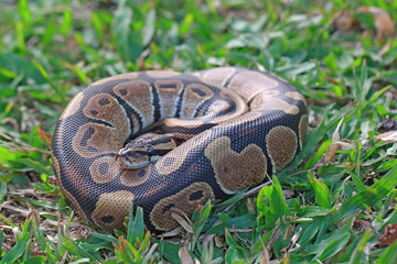 Ball python on the grass