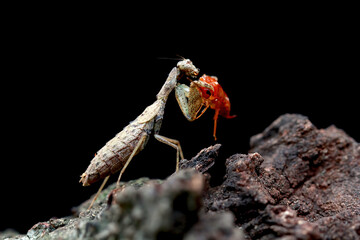 Indian bark mantis eating cricket