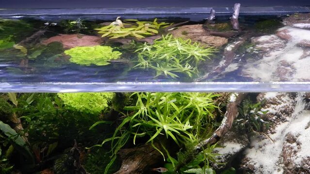 split view of lava stone and sand waterfall aquascape, healthy aquatic vegetation oxygenate air bubbles, iwagumi Amano style flora design detail, low LED light, freshwater aquarium hobby