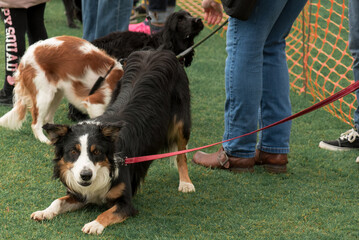 Border collie at the dog event.