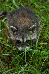 hiding coon