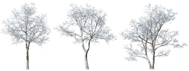 Wintry trees frosty snow cover cutout backgrounds 3d rendering png files