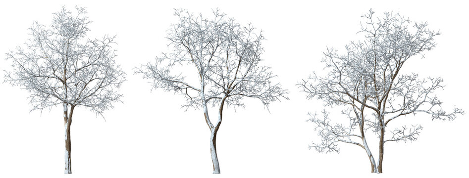 Wintry trees frosty snow cover cutout backgrounds 3d rendering png files