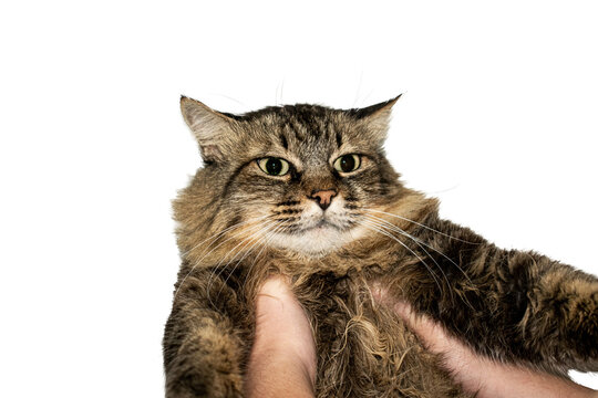 Gato Fundo transparente sendo carregado