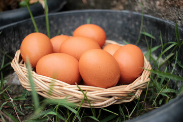 Chicken eggs in a wicker basket