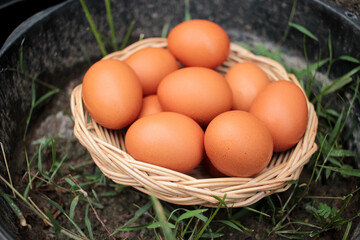 Chicken eggs in a wicker basket