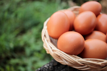 Chicken eggs in a wicker basket